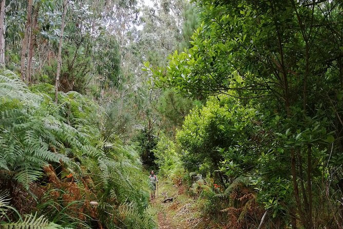 Hiking and Trekking tours in Madeira - What the seven-hour day feels like