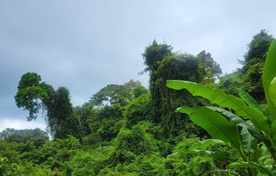 Jungle Trekking at Mt. Batukaru, scenic Waterfall & village - What makes this Mount Batukaru day special