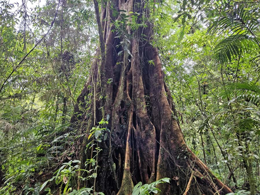 Jungle Trekking at Mt. Batukaru, scenic Waterfall & village - Coffee at a quiet jungle temple