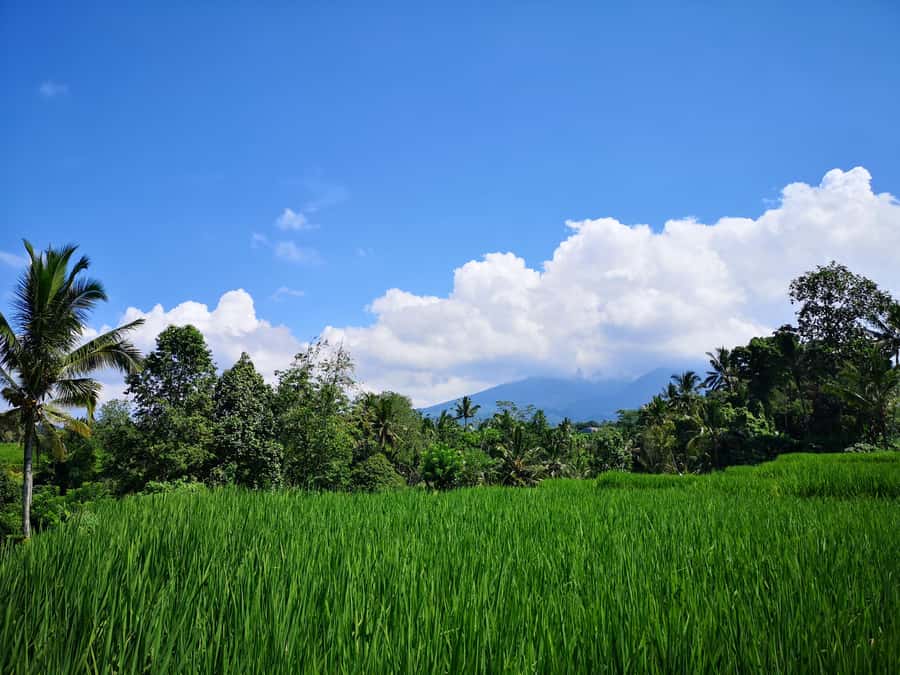 Jungle Trekking at Mt. Batukaru, scenic Waterfall & village - Belulang Hot Springs and Pengempu Waterfall