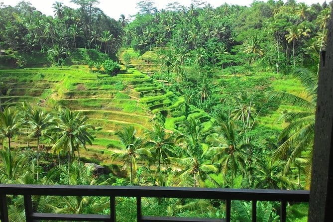 Jungle Trekking at Mt. Batukaru, scenic Waterfall & village life - Farm life, coffee, cocoa, and stingless bees