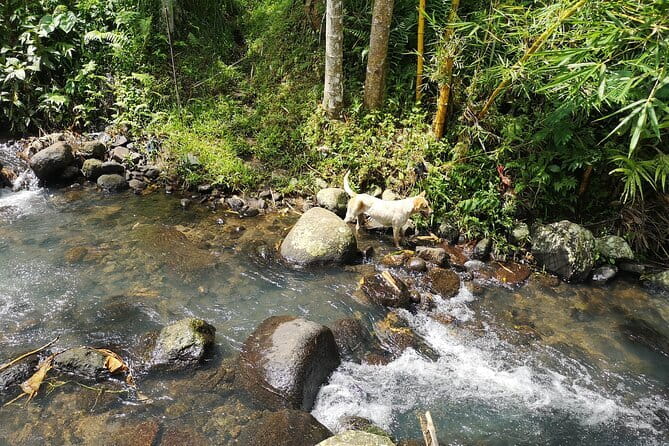 Jungle Trekking at Mt. Batukaru, scenic Waterfall & village life - Who should book this Mount Batukaru day