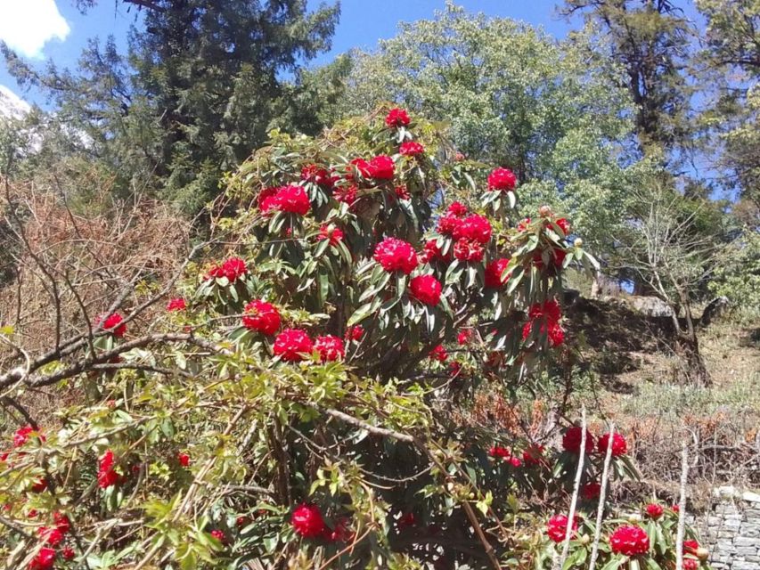 Kathmandu: 10-Day Adventurous Annapurna Circuit Trek - Day 8: Thorong La Pass to Muktinath