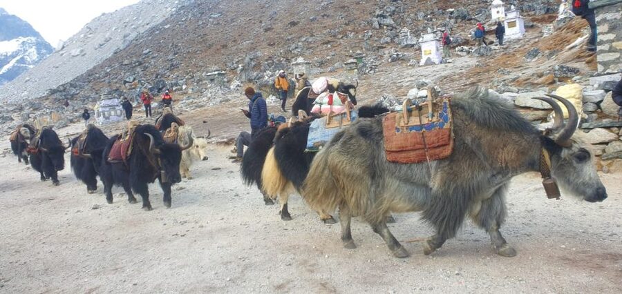 Kathmandu: 14-Day Everest Base Camp with Kala Patthar Trek - Dingboche acclimatization day