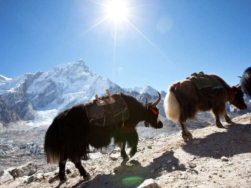 Kathmandu: 6 Days Langtang Valley Trek with Kyanjin Ri - Day 2: Forest trails, waterfalls, and Ghoda Tabela