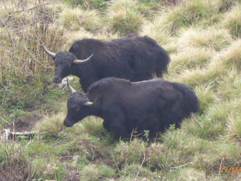 Kathmandu: 8-Day Annapurna Circuit Trek via Thorong La Pass - Day 5: Manang to Yak Kharka through high pastures
