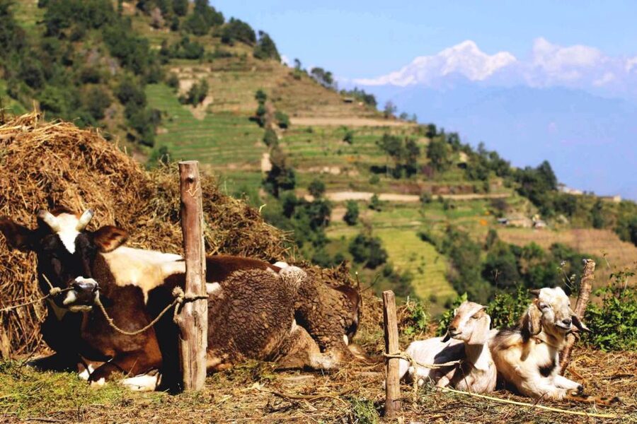 Kathmandu: Chisapani Nagarkot 3-Days 2-Nights Trek - Who should book this trek