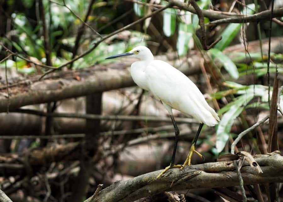 Khao Lak's Little Amazon: Canoe, Trek & Waterfall Day Trip - Who should book this Khao Lak day trip?