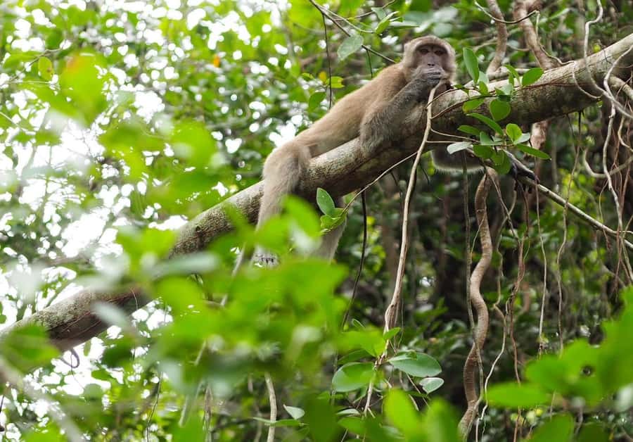 Khao Lak's Little Amazon: Canoe, Trek & Waterfall Day Trip - Rommanee Hot-spring is a simple natural spa