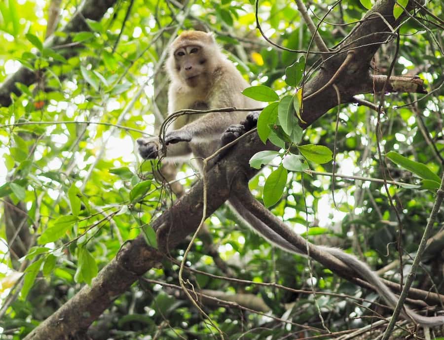 Khao Lak's Little Amazon: Canoe, Trek & Waterfall Day Trip - Takuapa’s markets add real local flavor