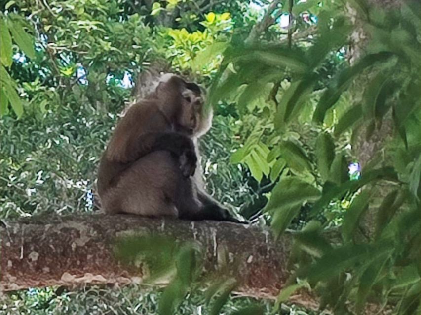 Khao Sok Jungle Day Trip - Jungle Trekking & Bamboo Rafting - Lunch Beside the Sok River