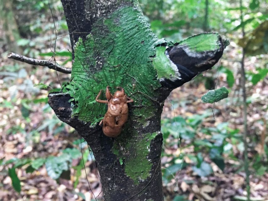 Khao Sok Jungle Day Trip - Jungle Trekking & Bamboo Rafting - Who Will Enjoy This Day Most