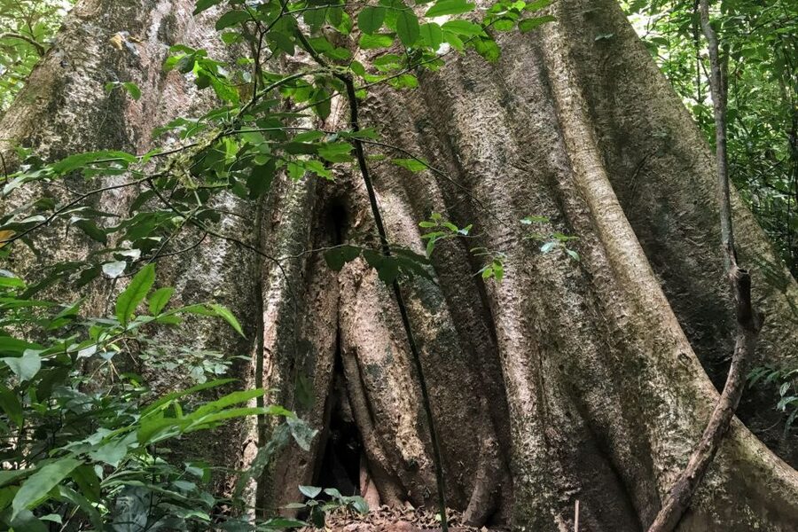 Khao Sok Jungle Day Trip - Jungle Trekking & Bamboo Rafting - Walking the Rainforest at Your Own Pace