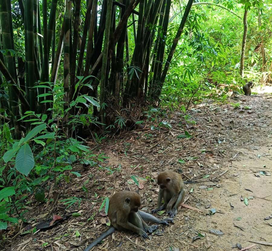 Khao Sok: Private Day Trekking, Jungle Dinner & Night Safari - Should you book it?
