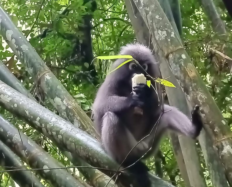 Khao Sok: Private Day Trekking, Jungle Dinner & Night Safari - Dinner cooked in bamboo beside the forest