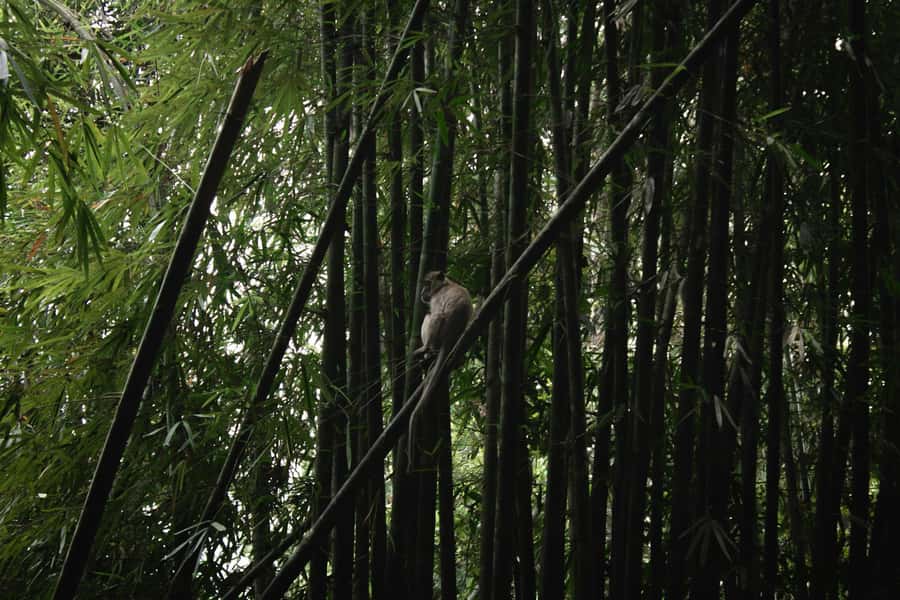 Khao Sok: Private Day Trekking, Jungle Dinner & Night Safari - Price, group size, and what you are really paying for