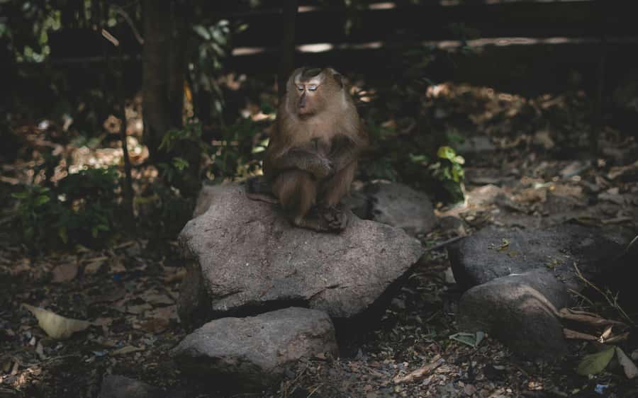 Khao Sok: Private Jungle Trek, Waterfall Swim & Bamboo Lunch - Watching lunch cook inside bamboo