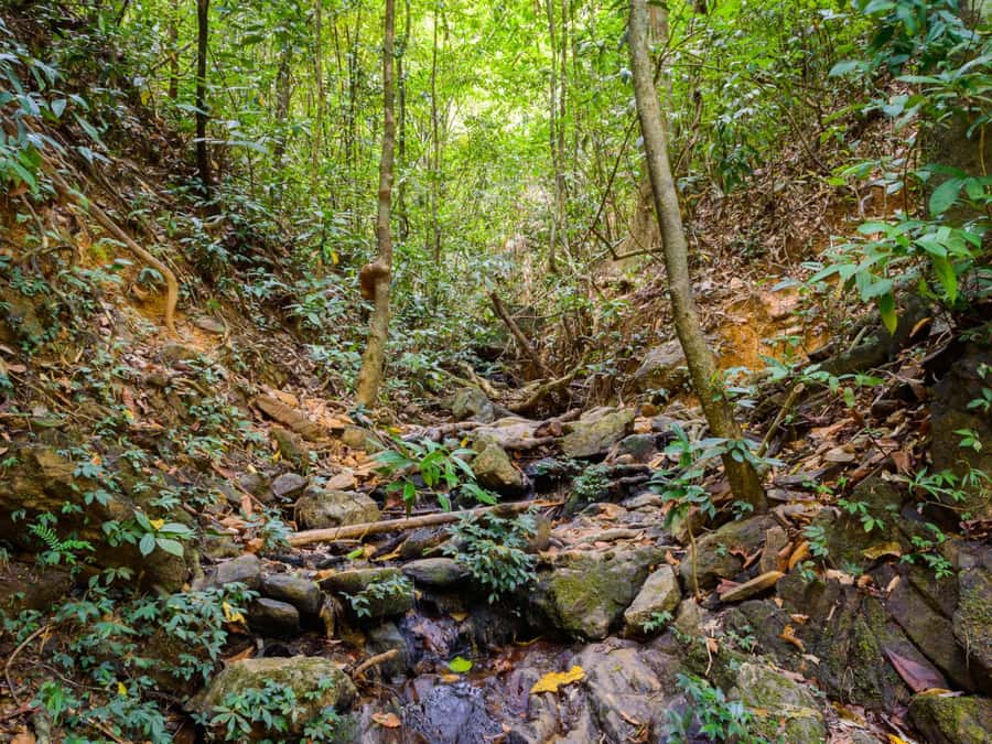 Khao Sok: Private Jungle Trek, Waterfall Swim & Bamboo Lunch - Returning through the forest