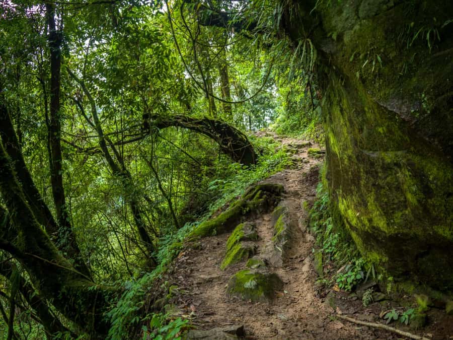 Khao Sok: Private Jungle Trek, Waterfall Swim & Bamboo Lunch - Should you book Khao Sok’s bamboo lunch trek?
