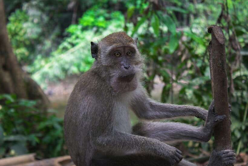 Khao Sok: Private Waterfalls and Wildlife Half-Day Trek - Wildlife sightings worth slowing down for