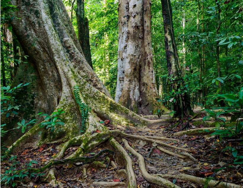 Khao Sok: Private Waterfalls and Wildlife Half-Day Trek - Who will enjoy this half-day trek?
