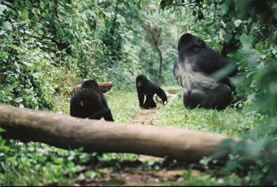 Kigali: Gorilla Trekking in Volcanoes National Park - What the $299 price really covers