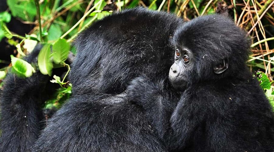 Kigali: Gorilla Trekking in Volcanoes National Park - Kinigi headquarters and the park briefing