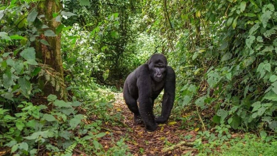Kigali: Gorilla Trekking in Volcanoes National Park - The role of the driver-guide