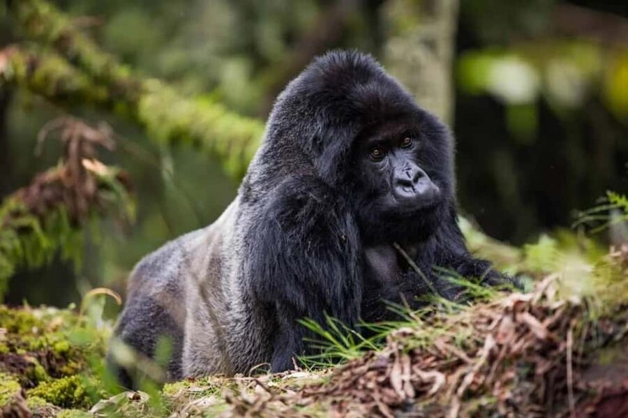 Kigali: Gorilla Trekking in Volcanoes National Park - Into the Virunga mountains