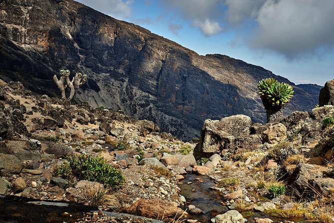 Kilimanjaro climb, Lemosho Route (8-day) - Day 2: rainforest from Londorossi Gate to Mti Mkubwa