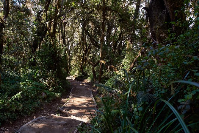 Kilimanjaro climb, Marangu route (6-day) - Day 2: Horombo Hut and the first acclimatization walk