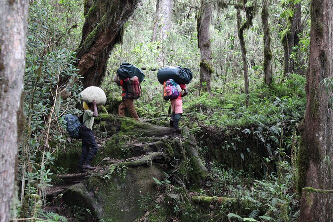 Kilimanjaro Day Hike Marangu Route - The walk toward Kilimanjaro’s base
