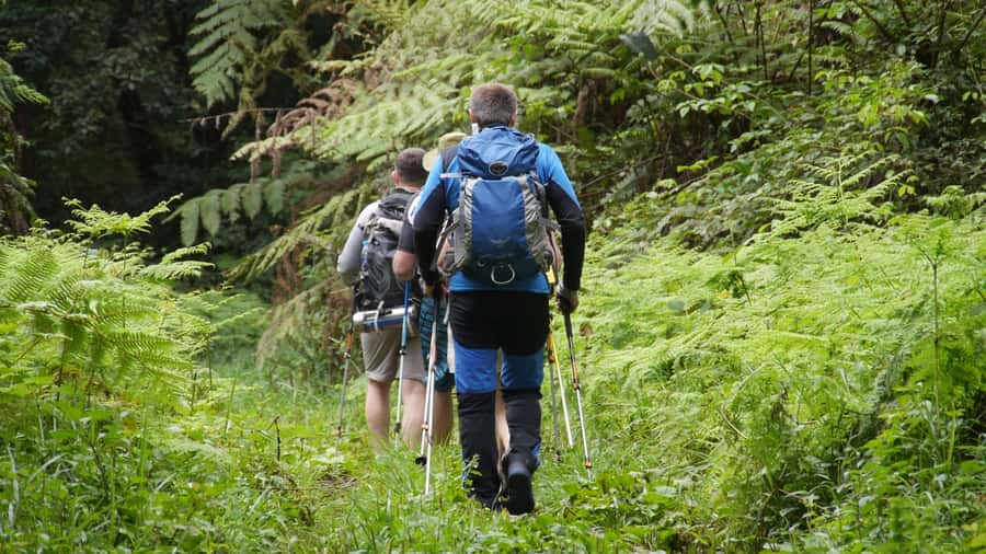 Kilimanjaro: Day trip -hike to Mandara Hut Kilimanjaro 2700m - The rainforest trail to Mandara Hut