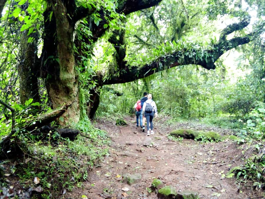 Kilimanjaro: Day trip -hike to Mandara Hut Kilimanjaro 2700m - Maundi Crater and the views beyond the trees