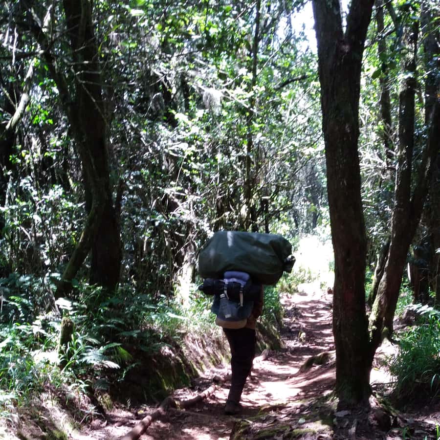 Kilimanjaro: Day trip -hike to Mandara Hut Kilimanjaro 2700m - What the $180 price really covers
