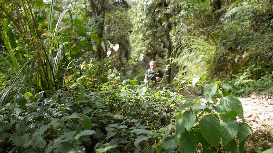 Kilimanjaro: Day trip -hike to Mandara Hut Kilimanjaro 2700m - Who should book this hike