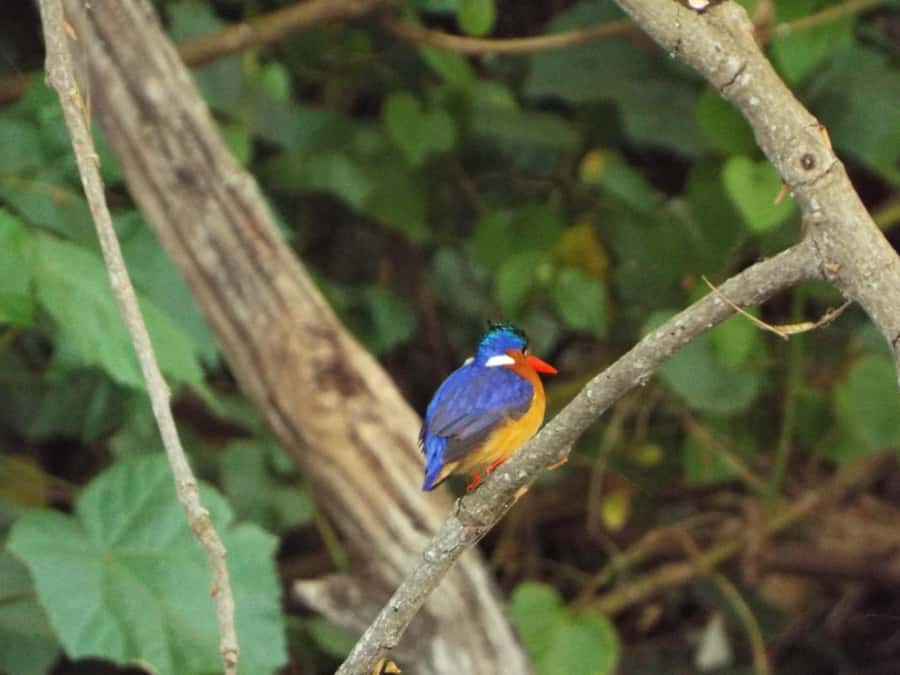 Kilimanjaro: Maasai Village Visit, Waterfalls, & Coffee Tour - Mount Kilimanjaro views depend on the weather