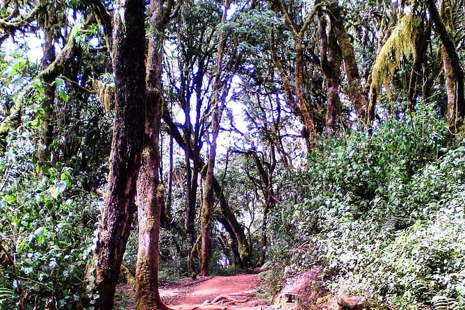 Kilimanjaro Private 2 Days Hiking Tour - A night at Mandara Hut at 2,700 meters
