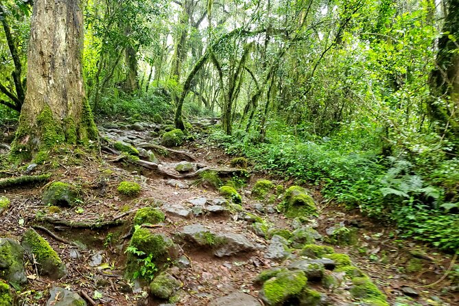 Kilimanjaro Private 2 Days Hiking Tour - What the private format changes