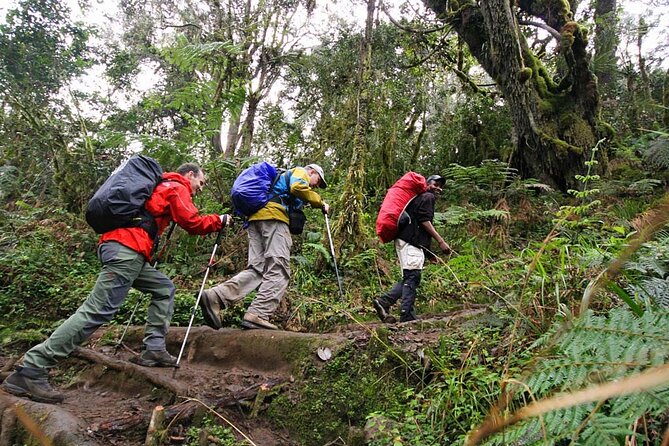 Kilimanjaro Private 2 Days Hiking Tour - Morning transfer to Marangu Gate
