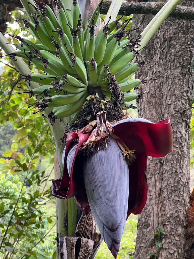 Kilimanjaro: Village Walk, Coffee Tour, Waterfall, and Lunch - Who will enjoy this Materuni day most