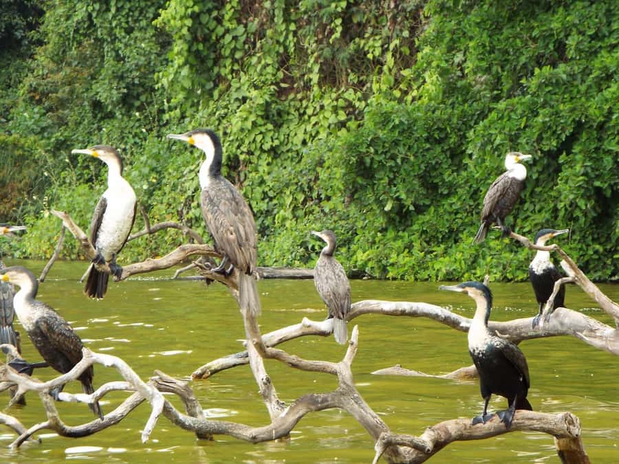 Kilimanjaro: Village Walk, Coffee Tour, Waterfall, and Lunch - Should you book the Materuni village and coffee tour?