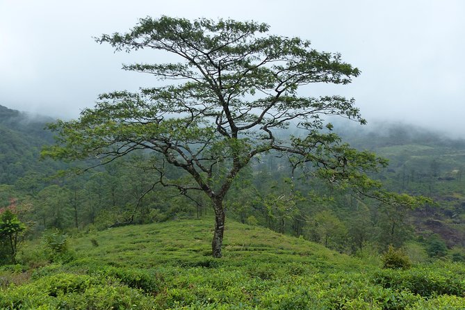 Knuckles Leopard trail Trek from Kandy - The rocky plateau and peak views