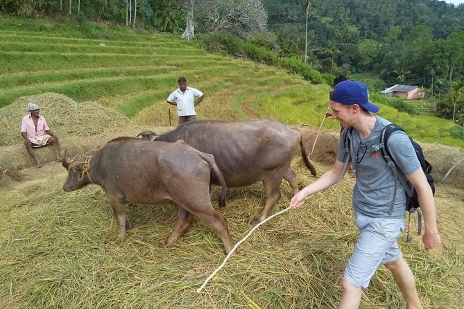 Knuckles Spice Trail Trek from Kandy - Tea Estate Paths Before the Forest