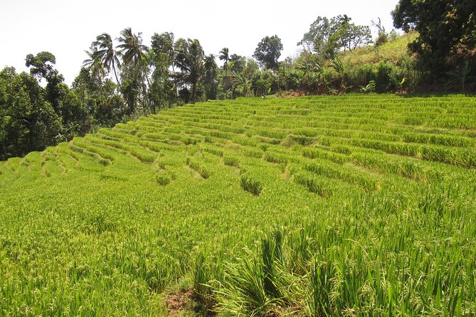 Knuckles Spice Trail Trek from Kandy - What the $85 Price Includes