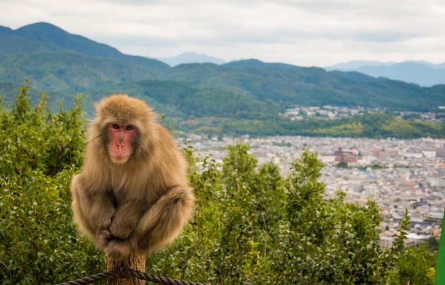 Kyoto: Arashiyama Bamboo Grove, Monkey Mountain Walking Tour - Hiking up Monkey Mountain