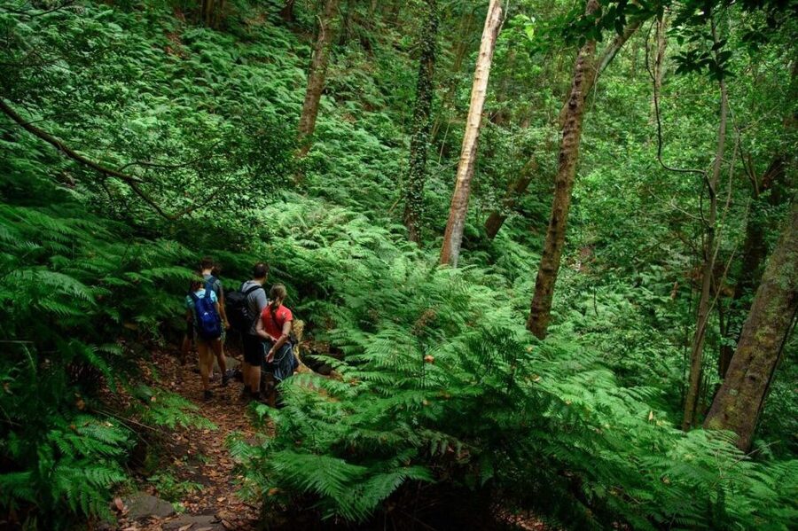 La Palma: Guided Trekking Tour To Cubo de la Galga - Key points to know before you book