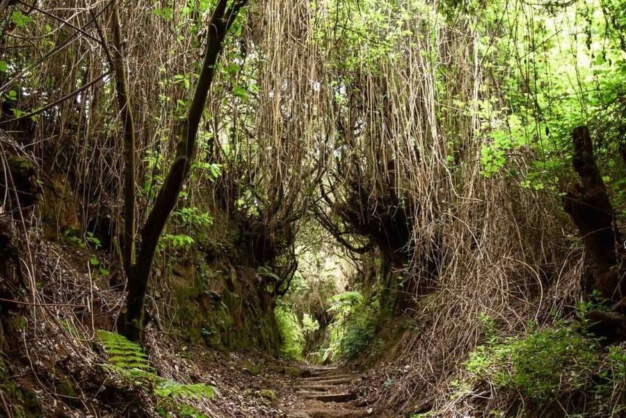 La Palma: Guided Trekking Tour To Cubo de la Galga - Why Cubo de la Galga feels different from the rest of La Palma