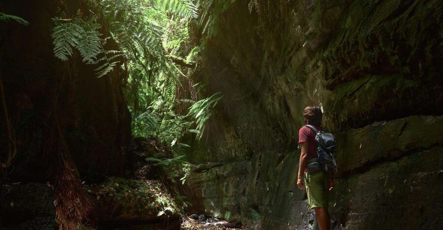 La Palma: Guided Trekking Tour To Cubo de la Galga - Walking into the laurel forest