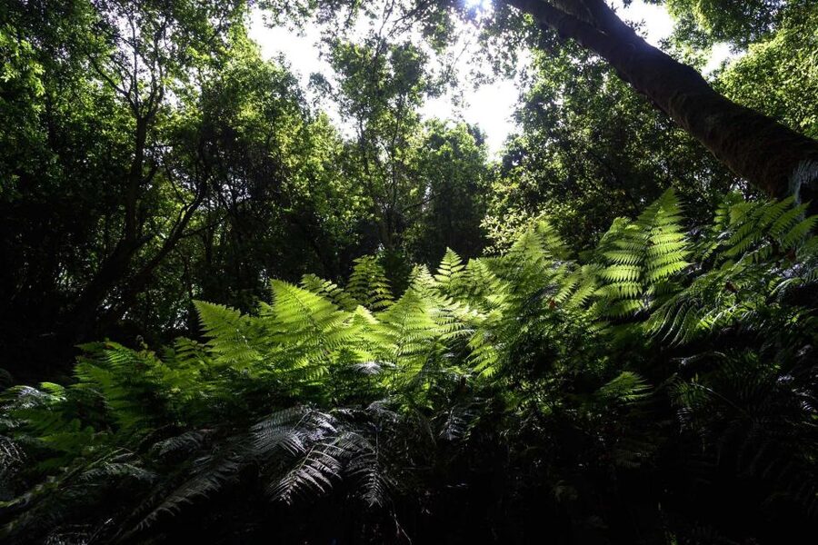 La Palma: Guided Trekking Tour To Cubo de la Galga - Descending toward San Bartolo